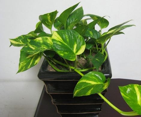 辦公室綠色植物