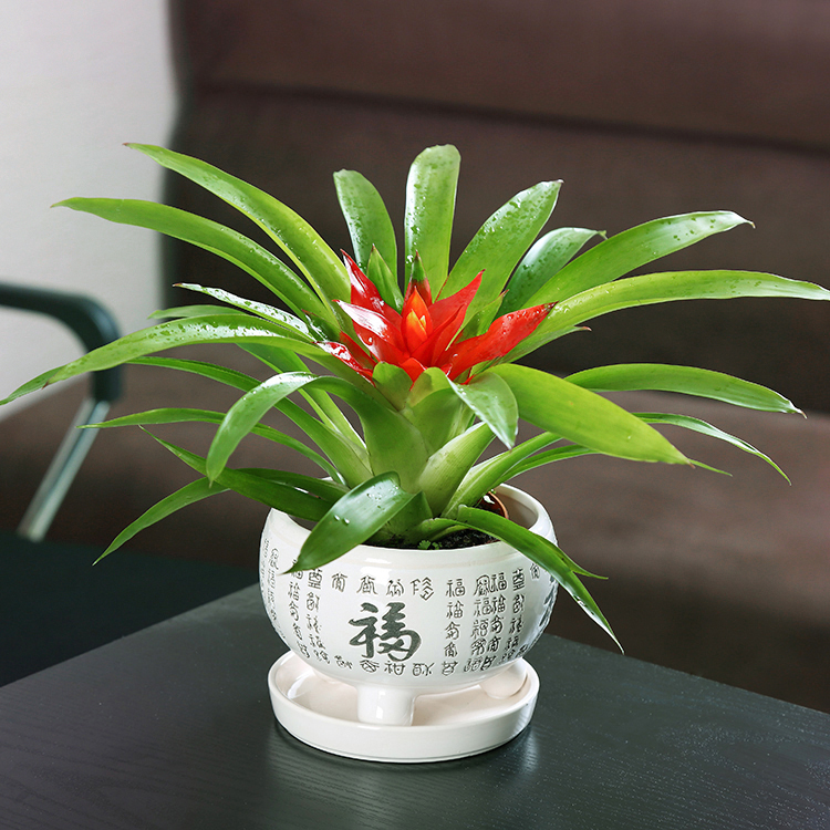 鴻運當(dāng)頭植物